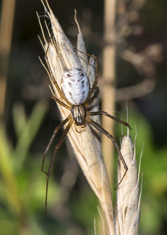 Larinioides sp ?  No,  Linyphia cfr. tenuipalpis  - P.N. del Gran Sasso